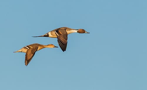 Northern pintail ducks-spring migration-USA-Washington State Art Print